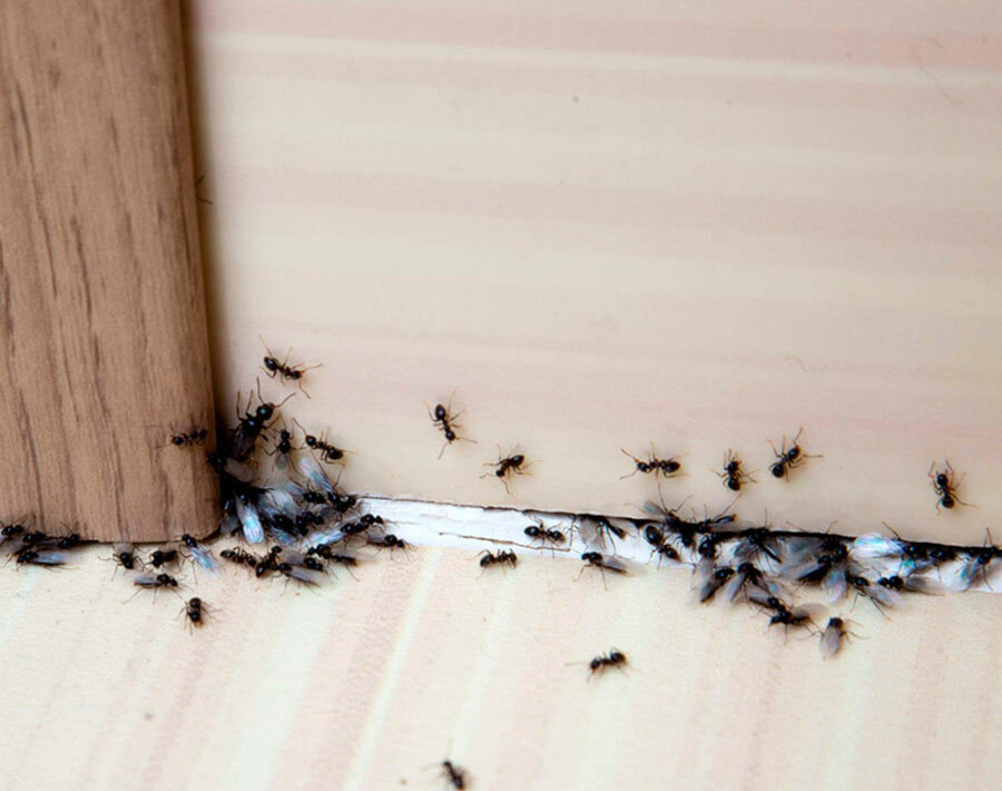 Megszabadulni a hangyáktól egy keretházban: a leghatékonyabb módszerek