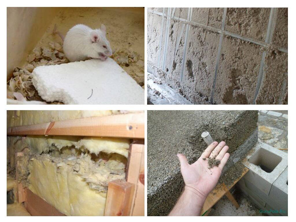 Az egerek problémája egy vázszerkezetű házban