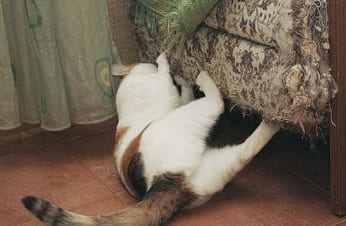 Hogyan válasszunk le egy macskát a szőnyegszakadásról: szakértői tanácsok