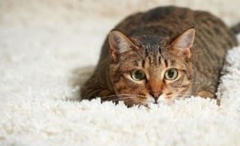 Bűnözés büntetés nélkül: hogyan és hogyan távolítsuk el a macskavizelet szagát a szőnyegekről