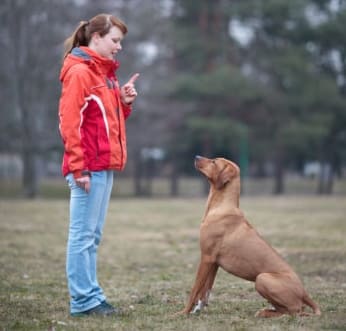 Hogyan válasszuk le a kutyákat a szőnyegre való írásról, a rossz viselkedés okairól és a humánus módokról