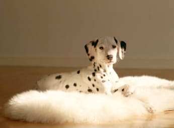 Hogyan lehet megszabadulni a kutyavizelet szagától a szőnyegen, a tisztítás módszerei és eszközei