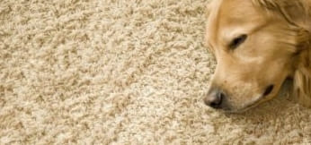 Miért nyalják néha a kutyák a szőnyeget és fulladoznak, mit kell ilyenkor tenni?