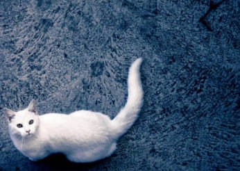 Bűnözés büntetés nélkül: hogyan és hogyan távolítsuk el a macskavizelet szagát a szőnyegekről