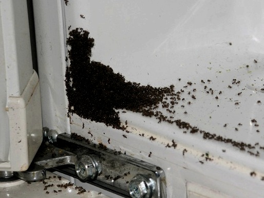 Hogyan lehet megszabadulni a kis hangyáktól a konyhában?