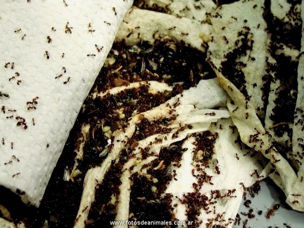 Hogyan lehet megszabadulni a kis hangyáktól a konyhában?