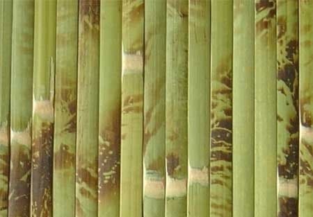 bambusz tapéta színe 2