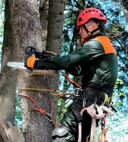 Hogyan kell megfelelően vágni egy fát láncfűrésszel, és betölteni a megfelelő irányba?