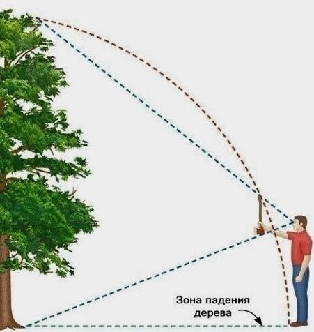 Hogyan kell megfelelően vágni egy fát láncfűrésszel, és betölteni a megfelelő irányba?