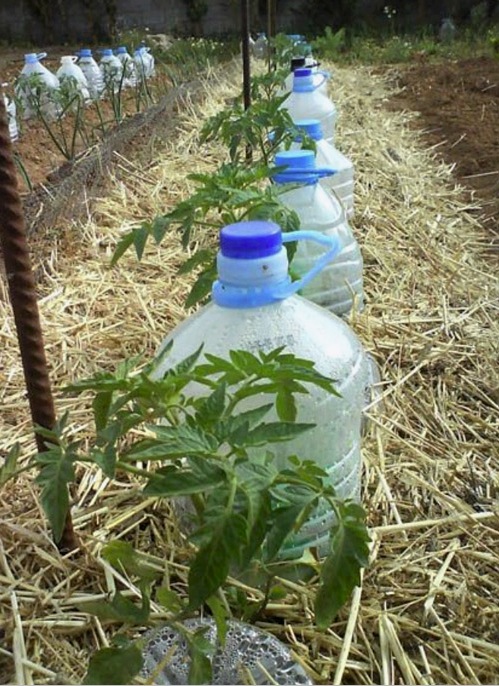 Csepegtető öntözés: a műanyag palackoktól az automatizált üvegházig - sémák, készülékek, megoldások