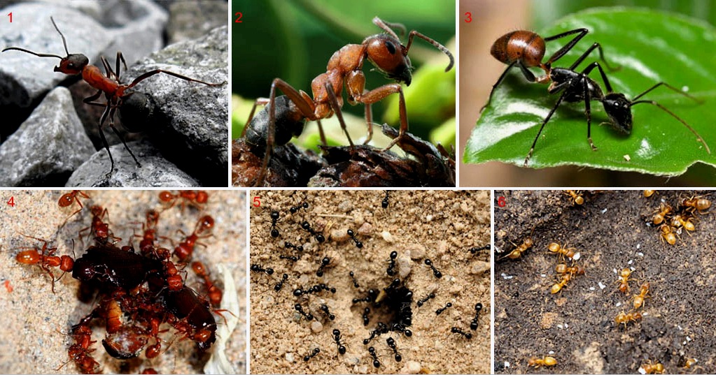 Zombivá változtatja a hangyákat egy élősködő gombafaj