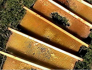 Méhcsalánkiütés: típusok és eszköz, a kiindulás helye, gyártás, sémák, anyagok
