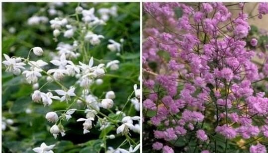Dísznövények a kert számára (59 fotó): virágzó cserjék, örökzöld fák, dekoratív lombhullató évelők