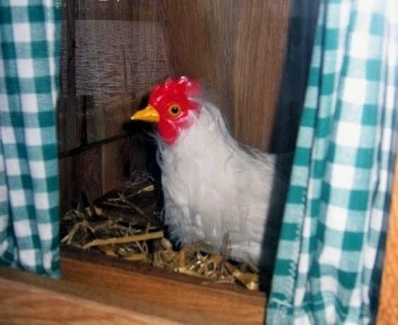 A csirkeállat felszerelése: 10 alapvető elem