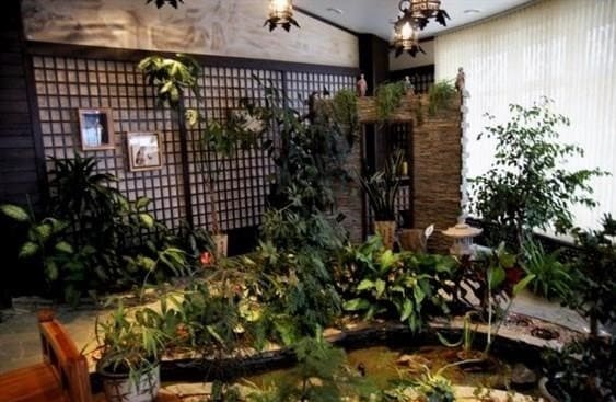Szobanövények kertje egy lakásban: közelebb a természethez otthon (37 fotó)