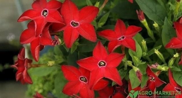 Öt legillatosabb virág az orosz kert számára