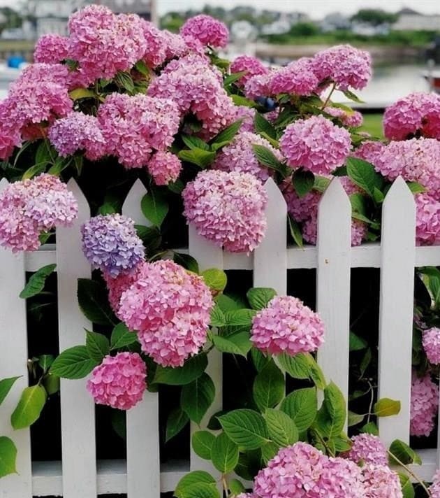 Virágágyak az országban a kerítés mentén - 20 inspiráló fotóötlet