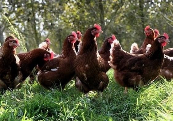 A csirkeállat felszerelése: 10 alapvető elem