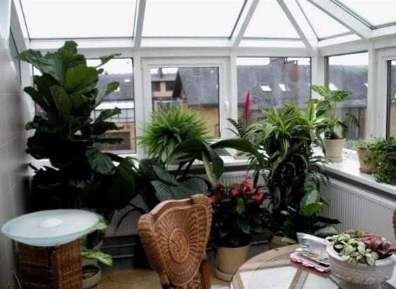 Szobanövények kertje egy lakásban: közelebb a természethez otthon (37 fotó)