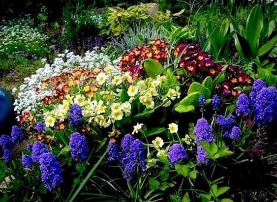 Az évelők virágágyása - az évelő virágok előnyei, a virágágy elrendezése és elrendezése. Növények kiválasztása, ültetési szabályok