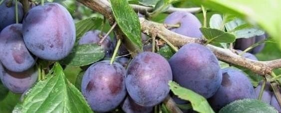 A moszkvai régió legjobb gyümölcsfáiról: milyen fajtákat kell ültetni az országban