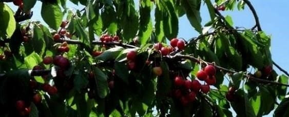 A moszkvai régió legjobb gyümölcsfáiról: milyen fajtákat kell ültetni az országban