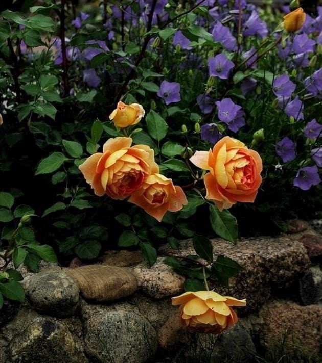 Rózsák a kertben: talajtakaró tájképi kialakítása, parkrózsa