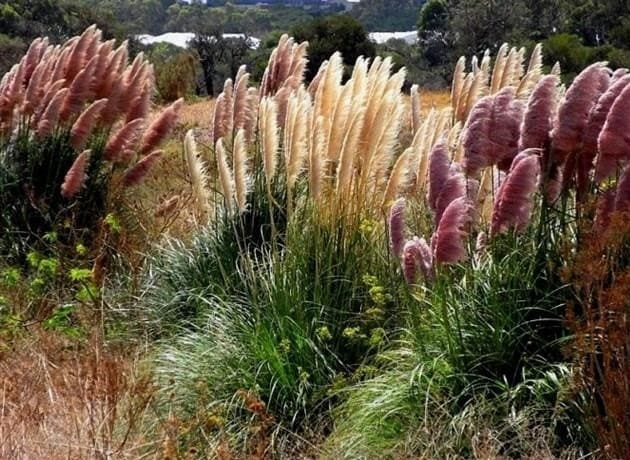 Tarka dekoratív gabonafélék - 5 fajtája fajtákkal a látványos virágoskert számára