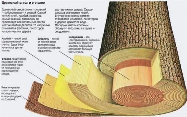 Barkácsmunkák a fakéregből: a kéreg betakarításának tulajdonságai és szabályai. Kézműves készítés