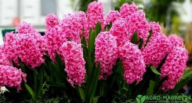 Öt legillatosabb virág az orosz kert számára