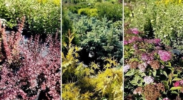 Tarka dekoratív gabonafélék - 5 fajtája fajtákkal a látványos virágoskert számára