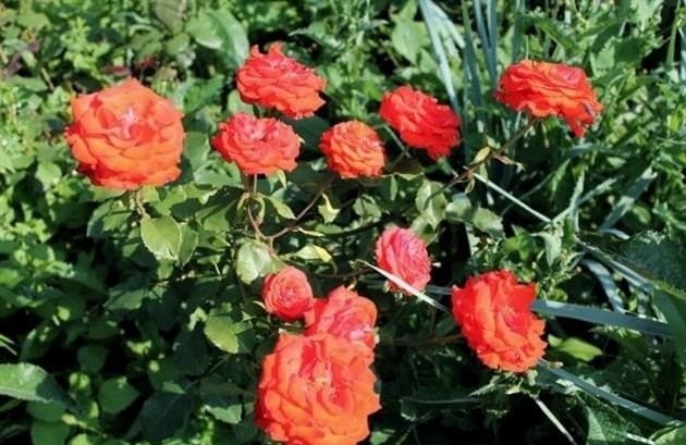 Rózsák a kertben: talajtakaró tájképi kialakítása, parkrózsa