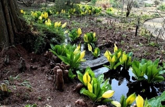 Lusta kert: 20 évelő a fenntartható kertész számára