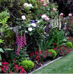 Virágok a kertben (60 fotó): helyszín tervezés. Tippek a rózsák ápolásához. Hogyan válasszuk ki az íriszek ültetési helyét. A phlox típusai