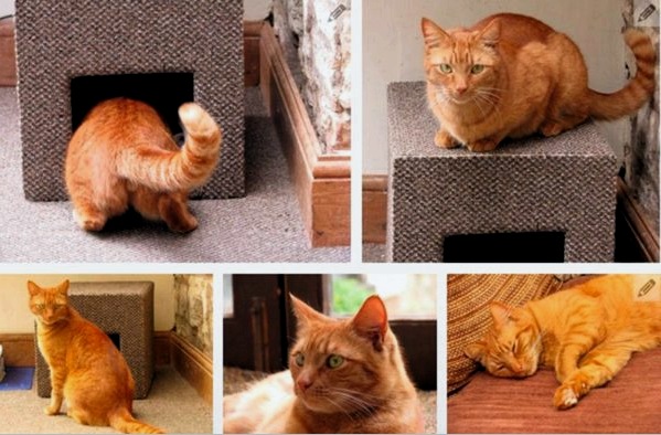 Hogyan készítsen házat egy macskának a saját kezével: 4 projekt leírása