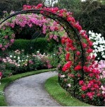 Virágok a kertben (60 fotó): helyszín tervezés. Tippek a rózsák ápolásához. Hogyan válasszuk ki az íriszek ültetési helyét. A phlox típusai