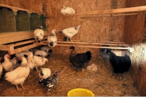 Csirke ketrecek - A webhely önálló felállításának 7 aspektusa