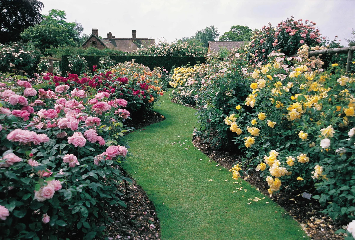 Rózsakert elhelyezése a kertben: vonzó kerti dekoráció