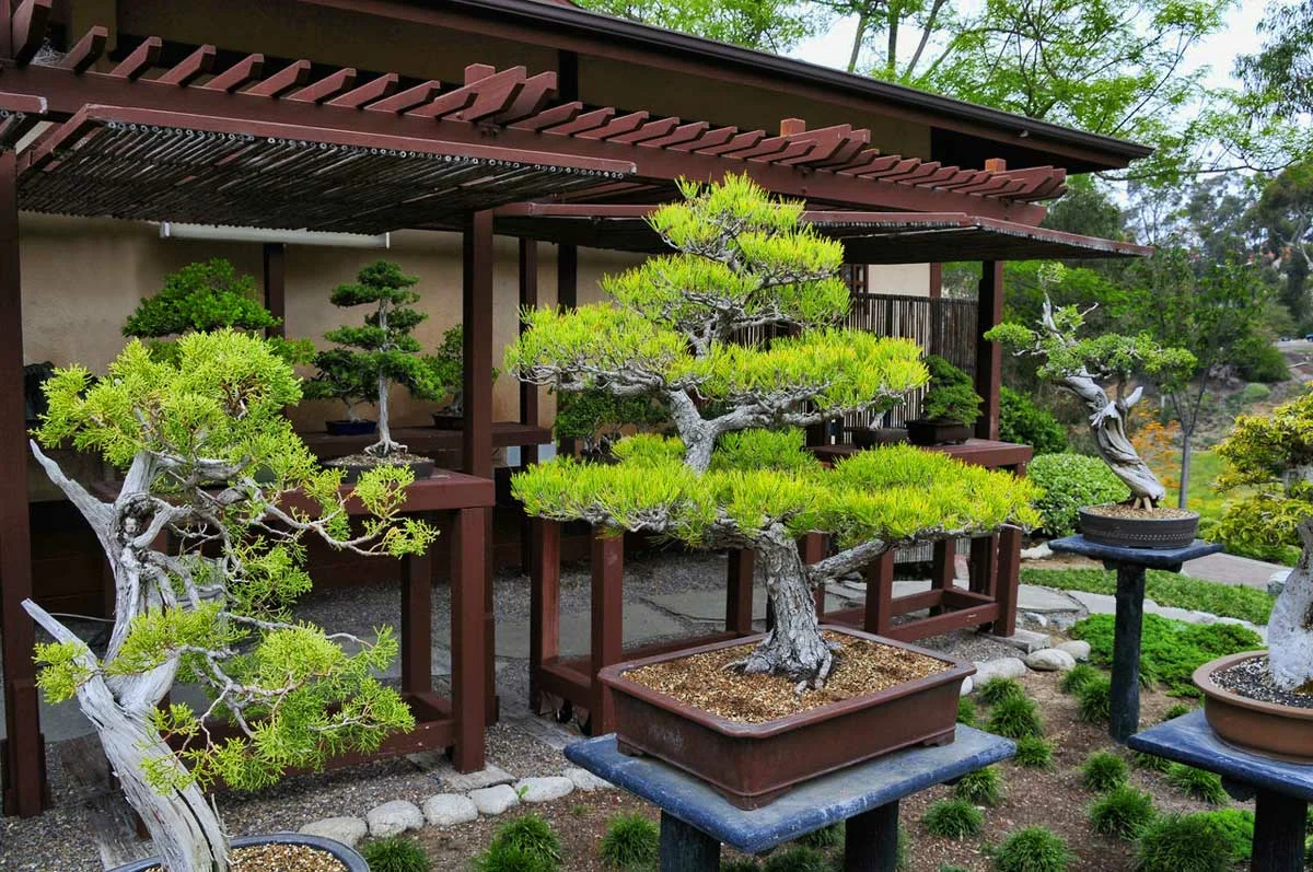 Japán bonsai fa termesztése a kertben