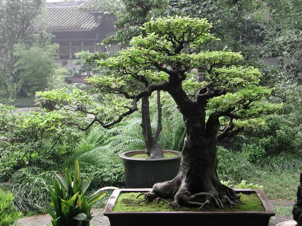 Japán bonsai fa termesztése a kertben
