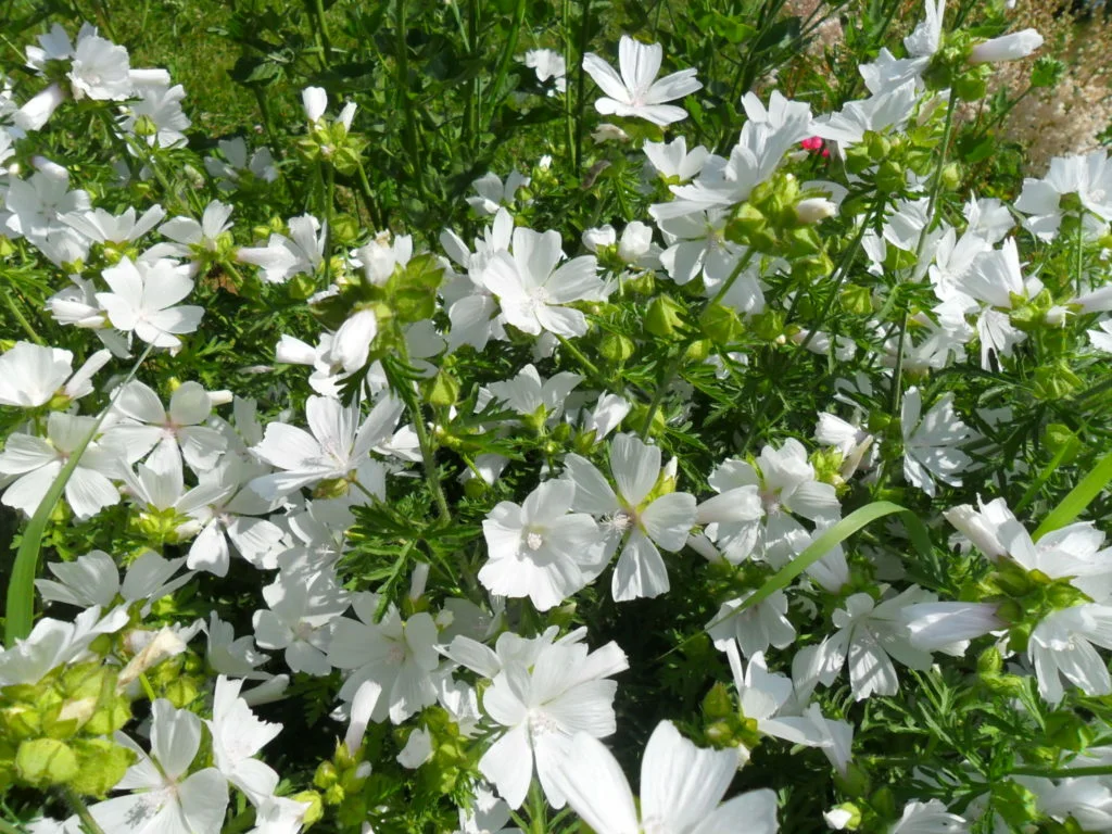 Milyen fehér virágokat lehet ültetni a kertbe??