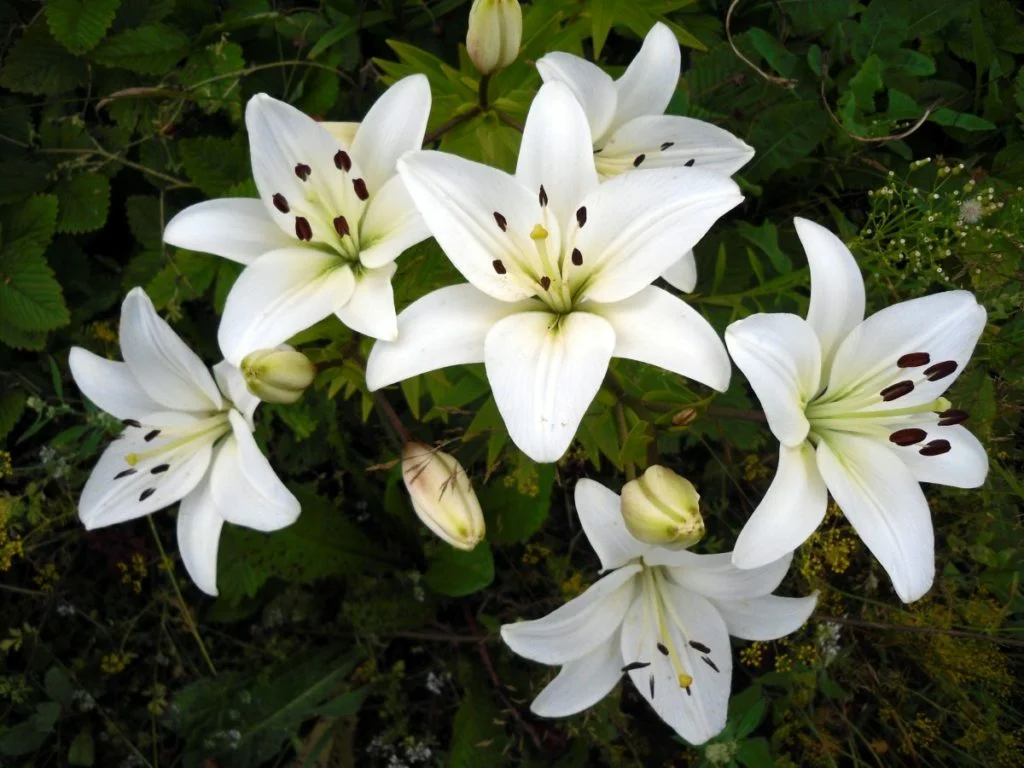 Milyen fehér virágokat lehet ültetni a kertbe??