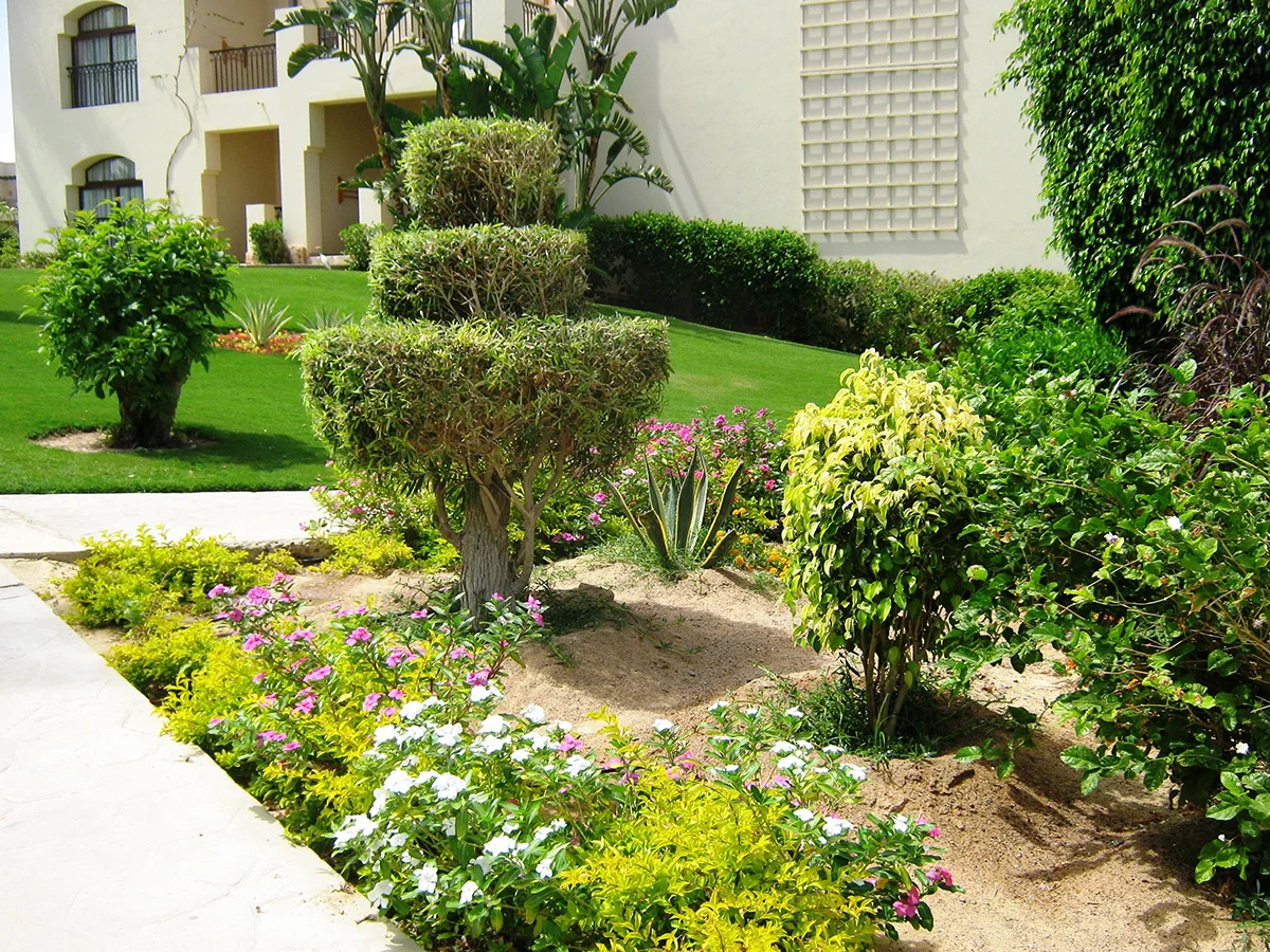 Figuratív topiary egy kerti parcellán