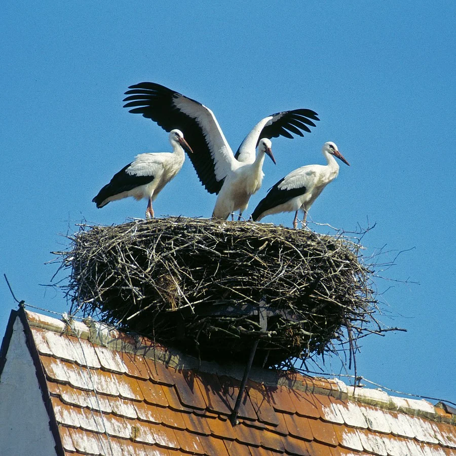 Hogyan készítsünk egy fészket a gólyáknak egy házikóban