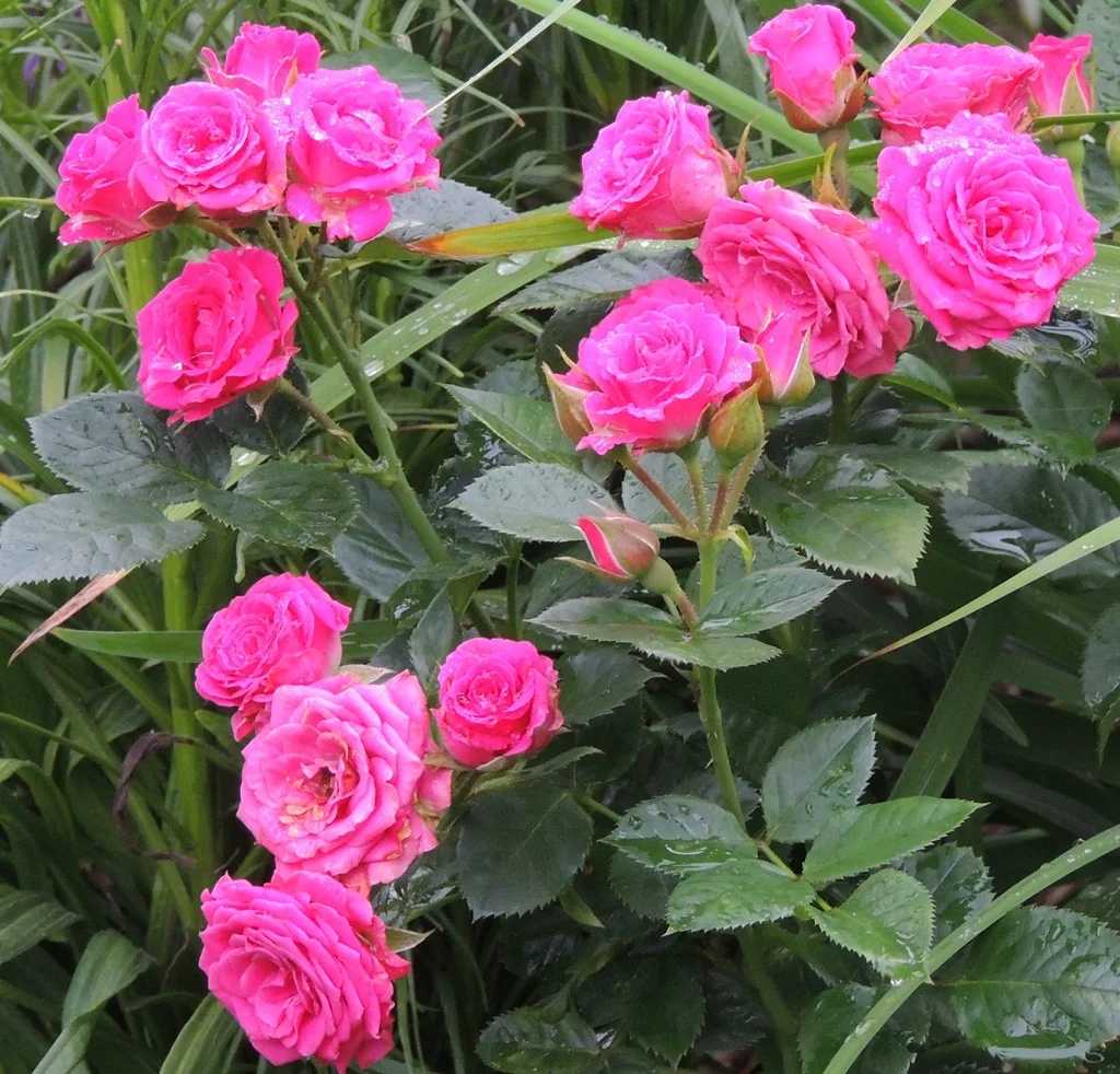 A legjobb permetezett rózsák a kertben