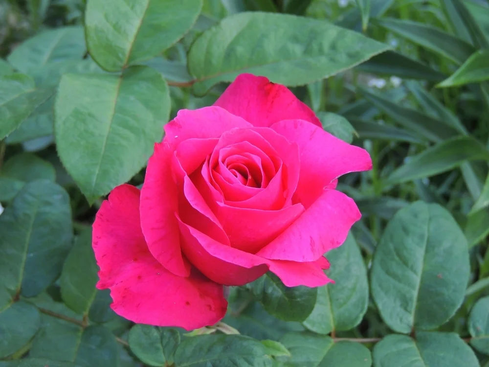 A legjobb permetezett rózsák a kertben