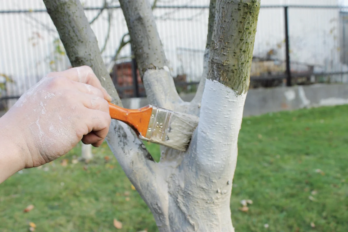 Jobb készítmények a kerti fák betegségekkel szembeni kezelésére