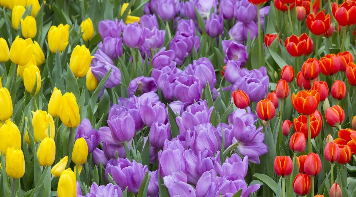Hogyan ültessünk tulipánokat szépen a telken