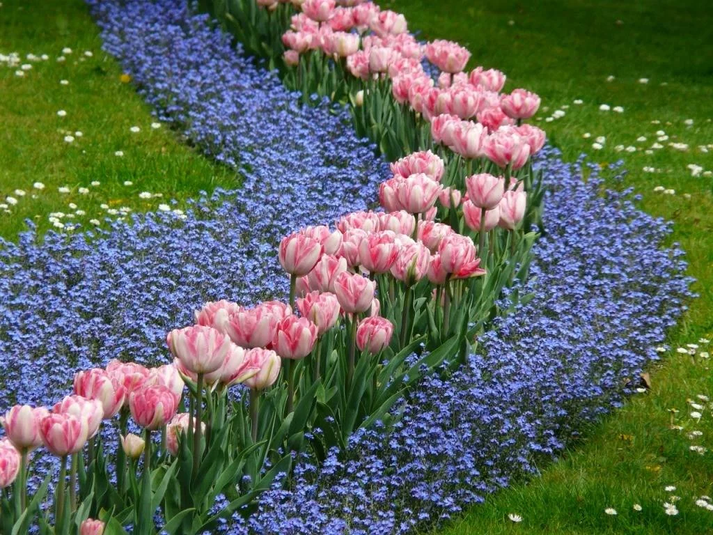Hogyan ültessünk tulipánokat szépen a telken