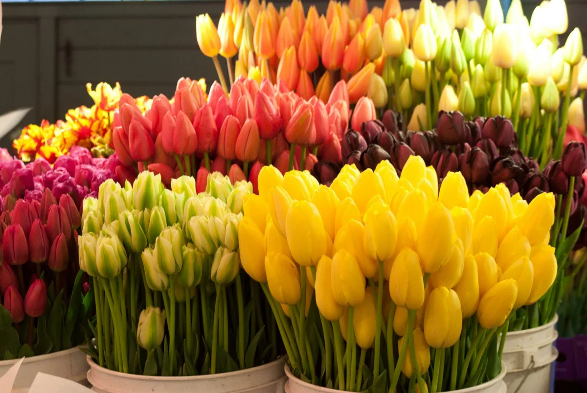 A tulipánok eredeti ültetési módjai a kertben